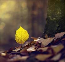 une feuille jaune se trouve seule sur un tronc d'arbre photo