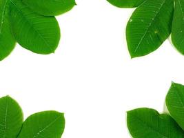les feuilles tropicales vertes sont placées sur un fond blanc avec une partie de la disposition des feuilles et de l'espace de copie. photo