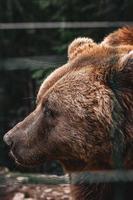 bel ours brun dans la forêt. museau d'ours gros plan photo
