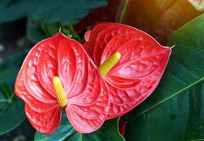 les fleurs d'anthurium rouges sont couramment cultivées comme plantes ornementales et fleurs coupées. mise au point douce et sélective. photo