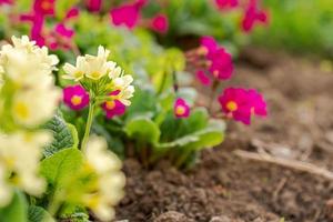 notion de Pâques. primevère primevère à fleurs jaunes et roses dans un parterre de fleurs au printemps. jardin ou parc floral naturel inspirant au printemps ou en été. Bonjour Printemps. photo