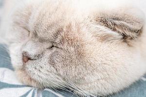 drôle de chat britannique blanc domestique à poil court dormant à l'intérieur à la maison. chaton se reposant et se détendre sur un canapé bleu. concept de soins pour animaux de compagnie et d'animaux. photo