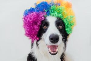 Chiot mignon chien avec drôle de visage border collie portant perruque de clown bouclé coloré isolé sur fond blanc. portrait de chien drôle en costume de clown au carnaval ou à la fête d'halloween. chien de compagnie au cirque. photo