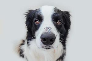 veux-tu m'épouser. portrait drôle de mignon chiot border collie tenant une bague de mariage sur le nez isolé sur fond blanc. fiançailles, mariage, concept de proposition photo