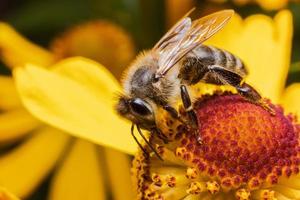 abeille recouverte de nectar de boisson au pollen jaune, fleur pollinisatrice. printemps floral naturel inspirant ou fond de jardin en fleurs d'été. vie des insectes, macro extrême gros plan mise au point sélective photo