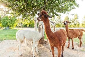 alpaga mignon avec drôle de visage relaxant sur le ranch en été. alpagas domestiques broutant dans les pâturages en arrière-plan naturel de la campagne écologique de la ferme. concept de soins aux animaux et d'agriculture écologique photo