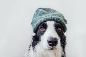 portrait drôle de mignon chiot souriant border collie portant un chapeau de vêtements tricotés chauds isolé sur fond blanc. portrait d'hiver ou d'automne du nouveau membre charmant du petit chien de la famille. photo