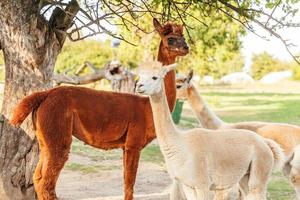 alpaga mignon avec drôle de visage relaxant sur le ranch en été. alpagas domestiques broutant dans les pâturages en arrière-plan naturel de la campagne écologique de la ferme. concept de soins aux animaux et d'agriculture écologique photo