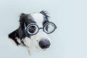 portrait drôle de chiot border collie dans des lunettes comiques isolés sur fond blanc. petit chien regardant dans des verres comme un étudiant professeur médecin. retour à l'école. style nerd cool. drôles d'animaux de compagnie.