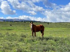 beau cheval broutant dans un pré de l'altaï photo