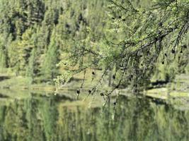 branche de mélèze près du lac dans les montagnes de l'altaï, russie photo