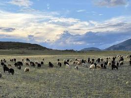 troupeau de chèvres de montagne et de moutons paissant sur une pelouse dans les montagnes en journée d'automne photo