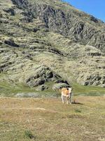 la vache paissant à flanc de montagne près d'un énorme rocher photo