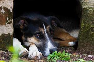 Chien errant bâtard portrait sur fond sombre photo