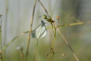 papillon blanc en bois, petit papillon sur une fleur photo