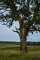 vieil arbre dans la nature se bouchent au milieu d'un champ photo