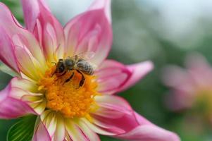 abeille sur un dahlia rose et jaune en gros plan, macro. photo