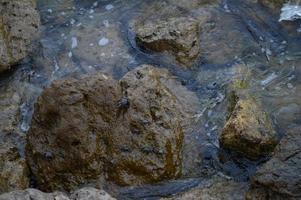 petit crabe, crabes sur rochers à la plage, à la mer, photo