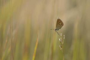 papillon bleu commun, petit papillon bleu et gris, macro photo