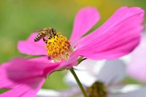 abeille pollinisant une fleur de cosmos rose, macro photo