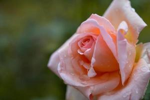 Rose rose pastel après la pluie se bouchent avec des gouttes de pluie