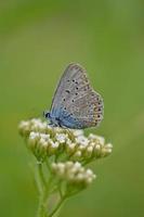 petit papillon bleu sur une fleur sauvage blanche, bleu commun photo