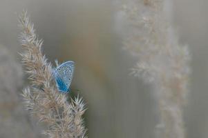 Papillon bleu commun sur une plante duveteuse dans la nature en gros plan photo