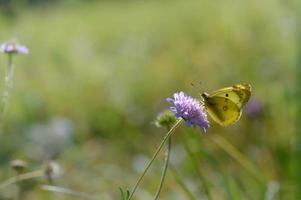 Jaune assombri, papillon jaune sur une fleur sauvage violette photo