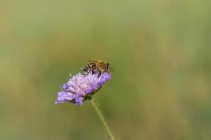 fleur pourpre et l'abeille, abeille sur une fleur pourpre en gros plan photo