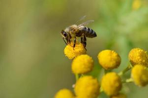 abeille sur une fleur jaune tansy, pollinisateur, gros plan. photo