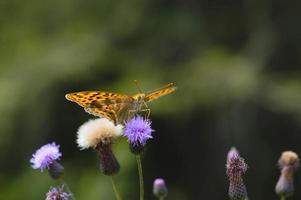 Papillon fritillaire lavé à l'argent dans la nature macro close up photo
