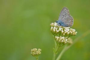 petit papillon bleu sur une fleur sauvage blanche, bleu commun photo