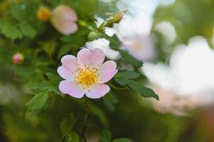 rose de chien dans la nature, fleur rose tendre en fleurs. rose sauvage. photo