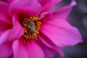 Abeille sur une fleur de dahlia rose gros plan, macro photo