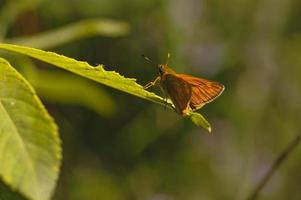 petit papillon skipper en cuivre sur une feuille photo