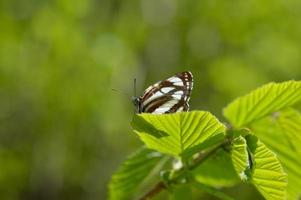 marin commun, papillon brun et blanc sur une macro de feuille verte photo