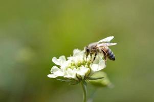 fleur de coussinets crème avec une abeille, macro gros plan photo