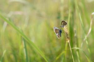 deux petits papillons sur une plante, macro, bleu commun photo