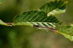 libellule rouge sur une feuille verte dans la nature