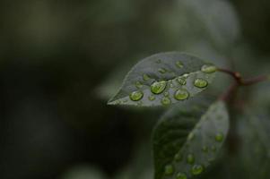 feuilles vertes avec des gouttes d'eau après la pluie photo