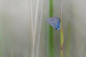 Papillon bleu commun sur une feuille dans la nature macro close up photo