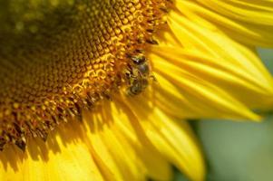 abeille sur un tournesol, macro, pollinisateur, grande fleur jaune. photo