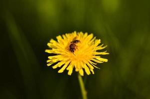 abeille sur une fleur de pissenlit, photo nature