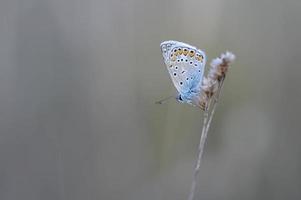 papillon bleu commun sur une plante sèche dans la nature se bouchent. photo