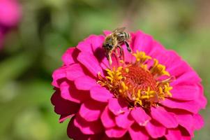 abeille sur une élégante fleur de zinnia rose, gros plan, macro photo