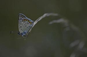 Papillon argus brun sur une plante petit papillon gris brun photo