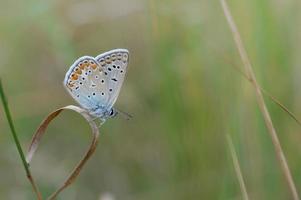 papillon bleu commun, petit papillon bleu et gris, macro photo