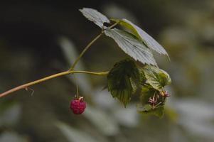 framboise rouge dans la nature, baie rouge sur une branche photo