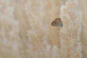 papillon bleu commun, petit papillon bleu et gris, macro photo