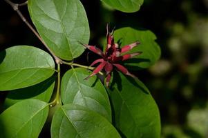 arbuste doux, fleur rouge et grandes feuilles vertes photo